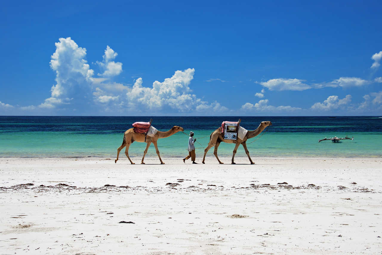Homme marchant avec deux chameaux le long de la plage de Diani au Kenya