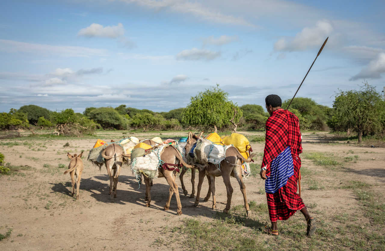 Homme massaï et ses ânes au Kenya