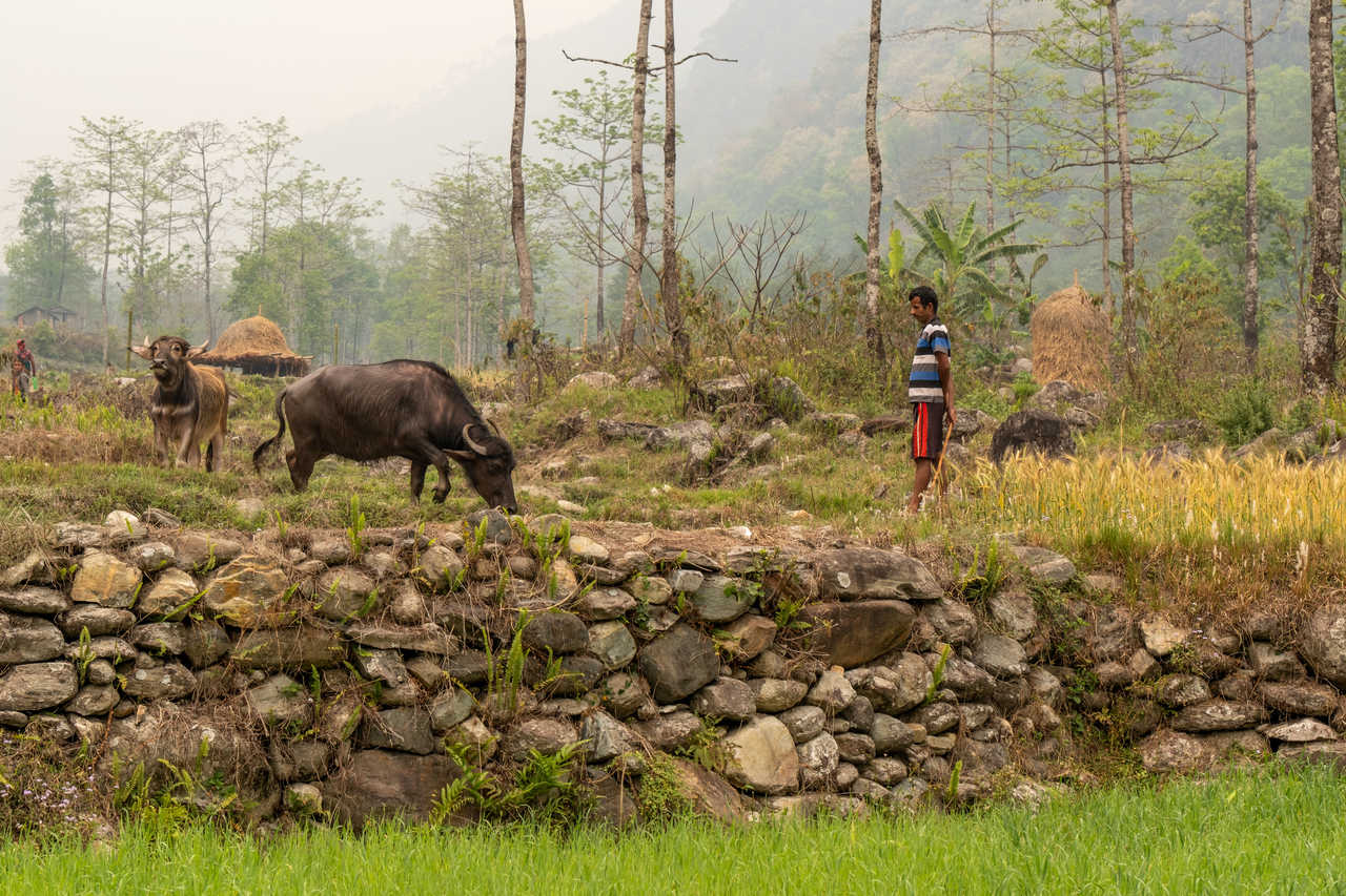 homme qui s'occupe de buffles au Népal