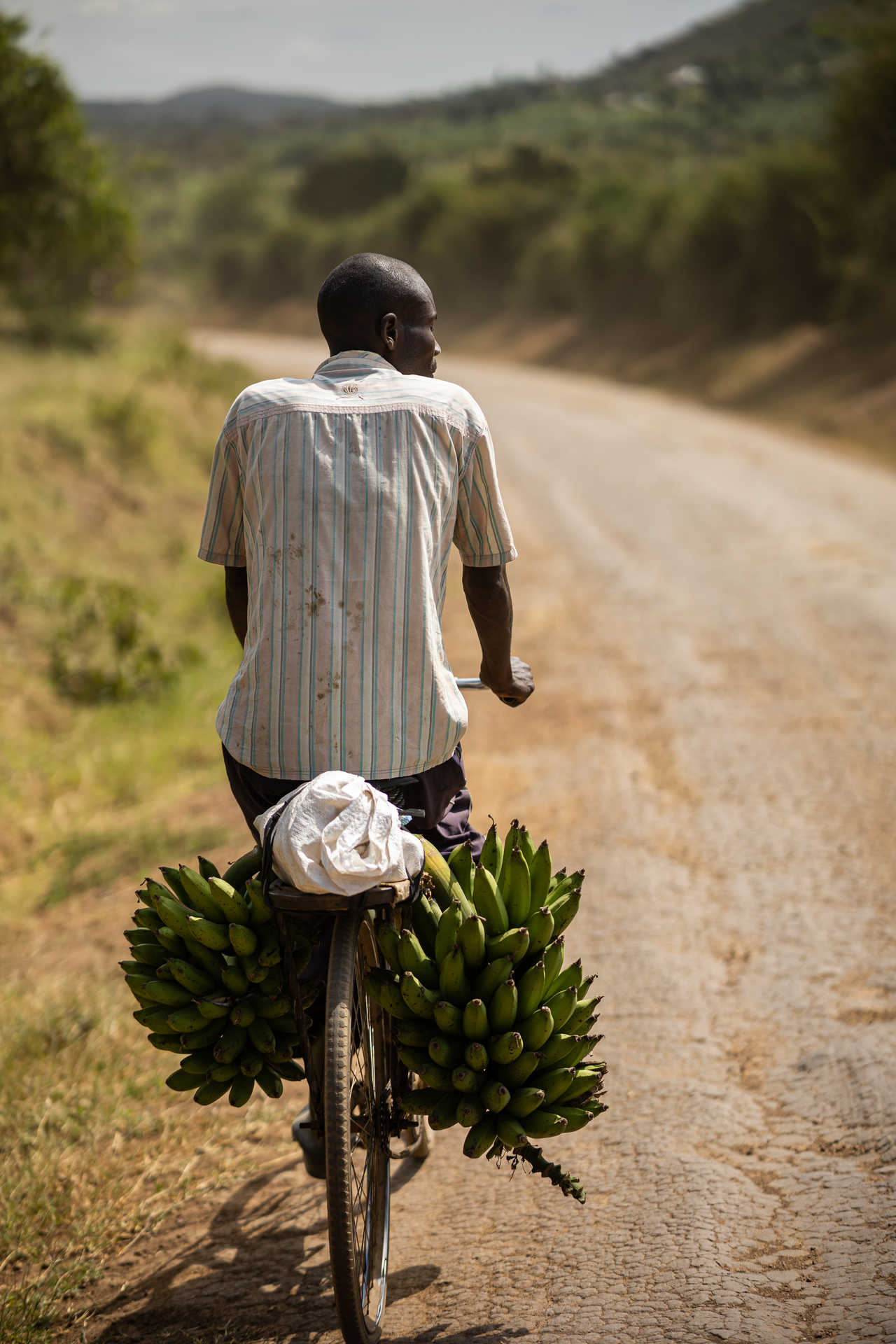 homme qui transporte des régimes de bananes à vélo en Ouganda