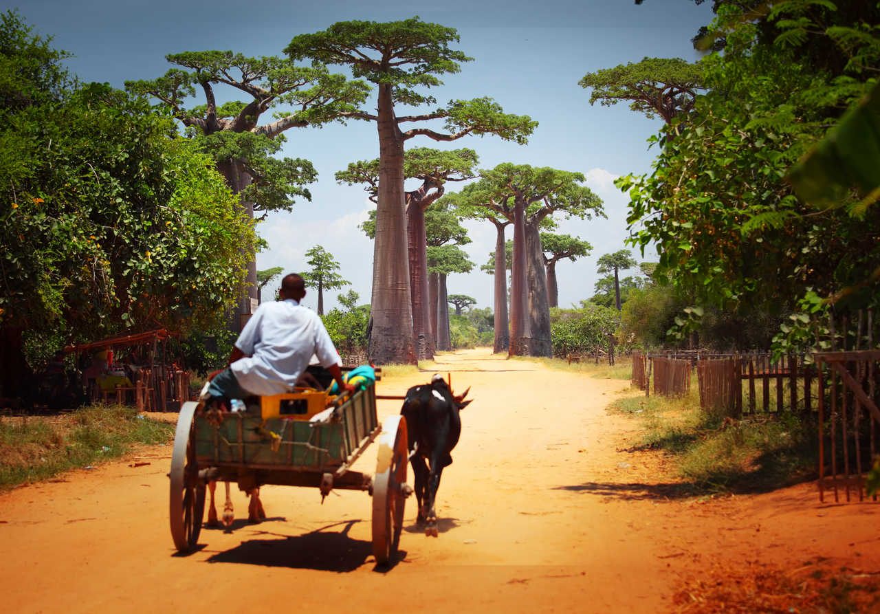 Homme sur sa charrette à Madagascar
