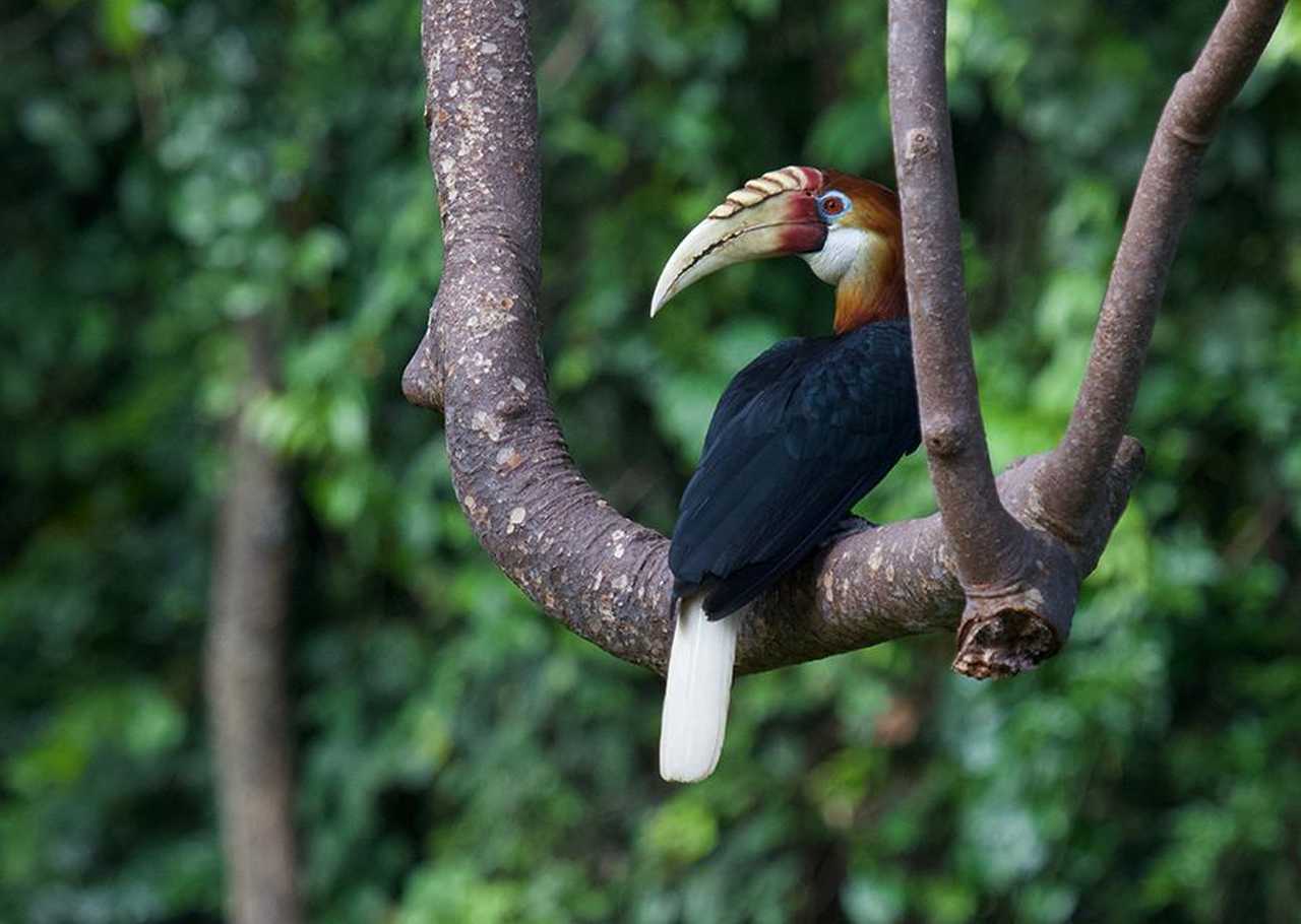 Hornbill sur l'île des moluques