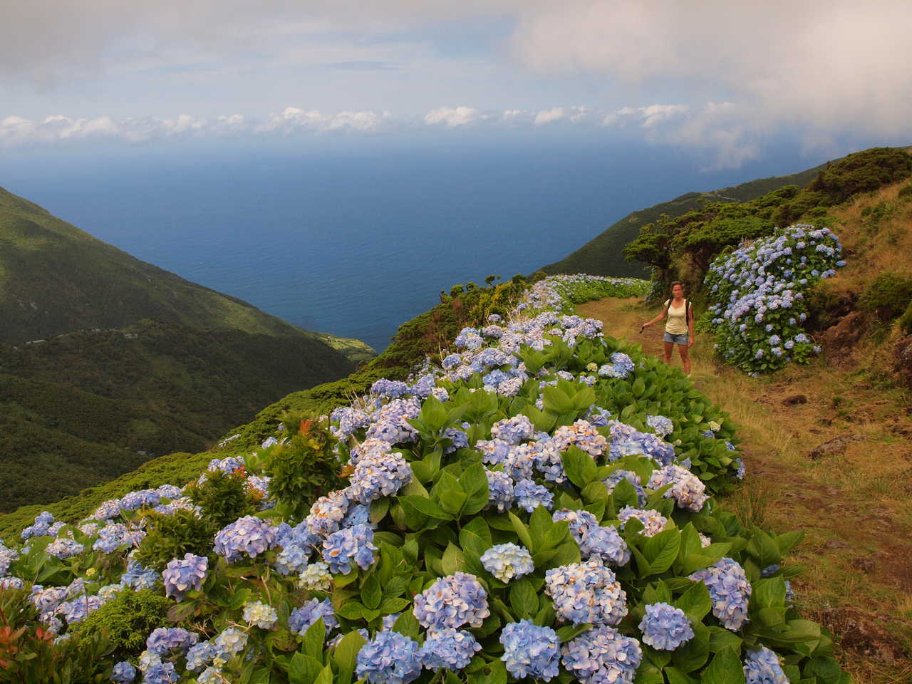 Hortensias fleuris sur l'île de Sao Miguel aux Açores