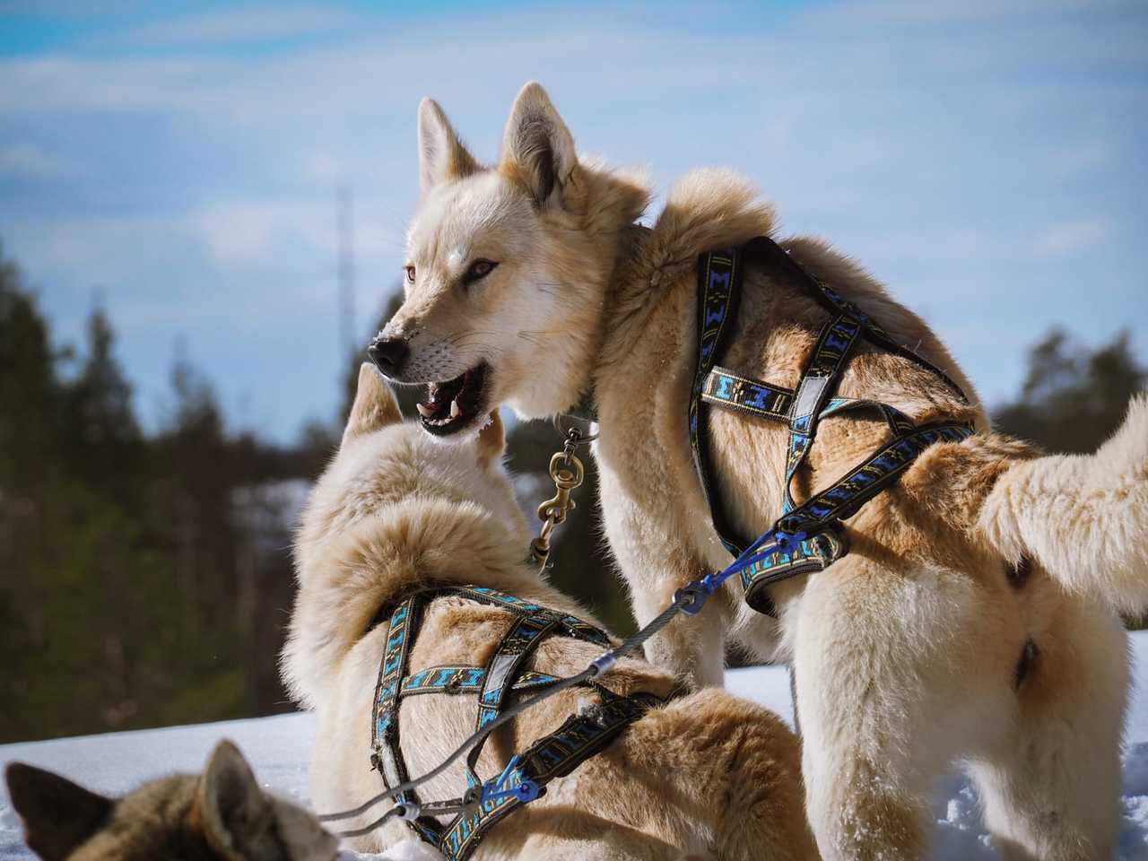 Huskies en Finlande, Laponie