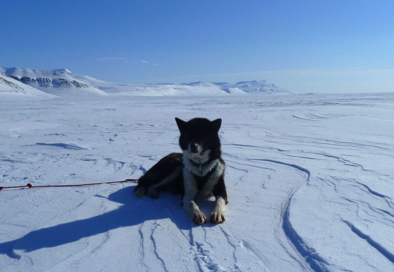 Husky, chien de traineau arctique
