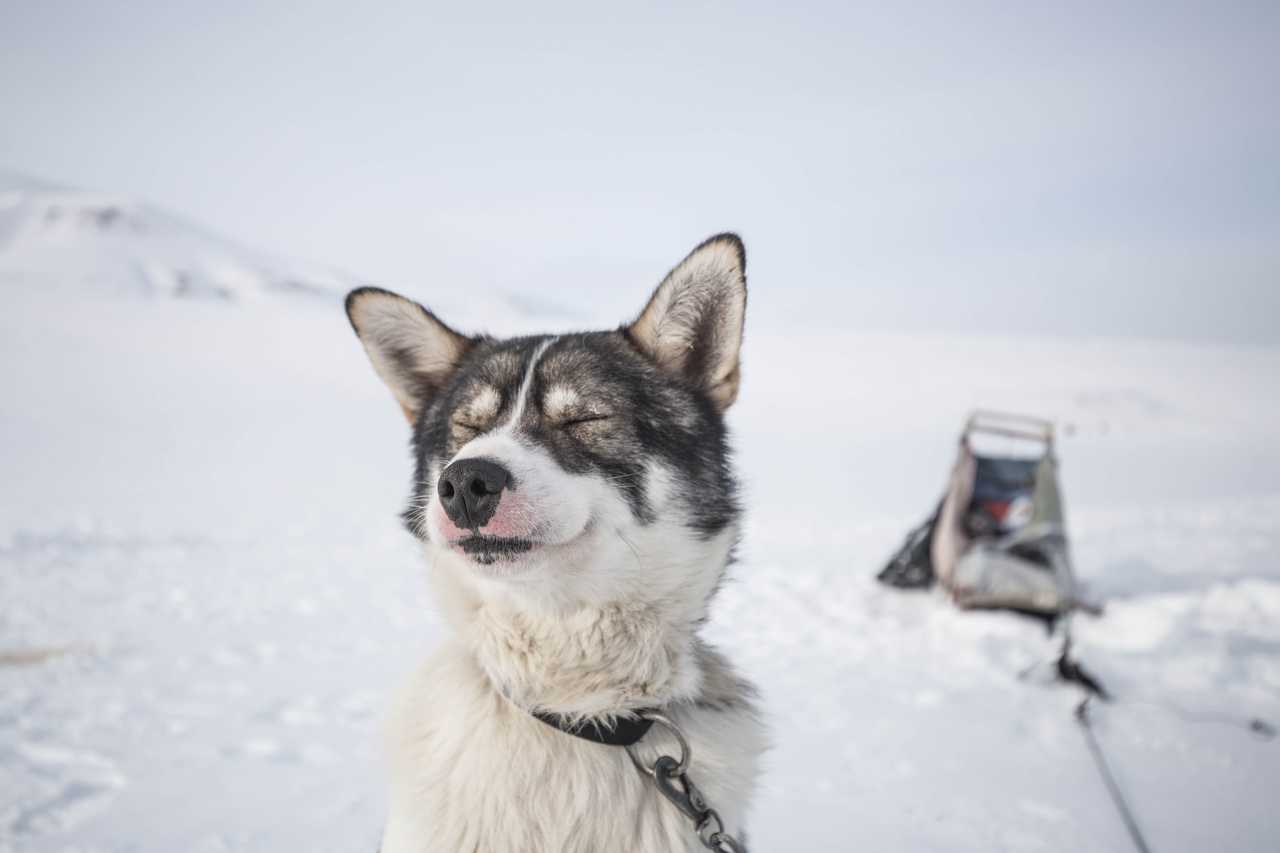 Husky, chien de traîneau au Svalbard