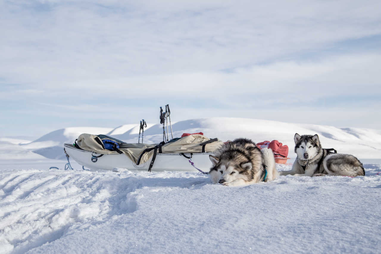 Husky, chien de traîneau au Svalbard