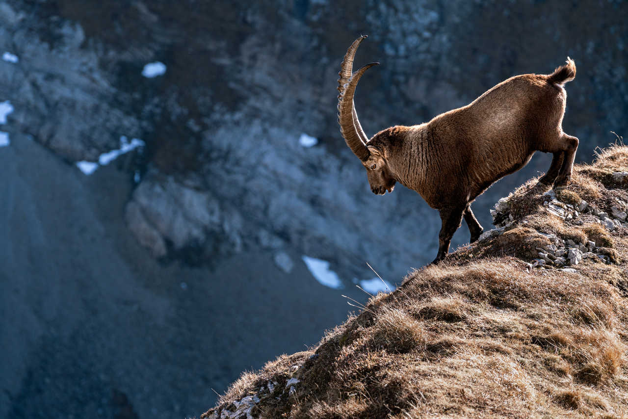 ibex sibérien qui descend la montagne au Kirghizistan