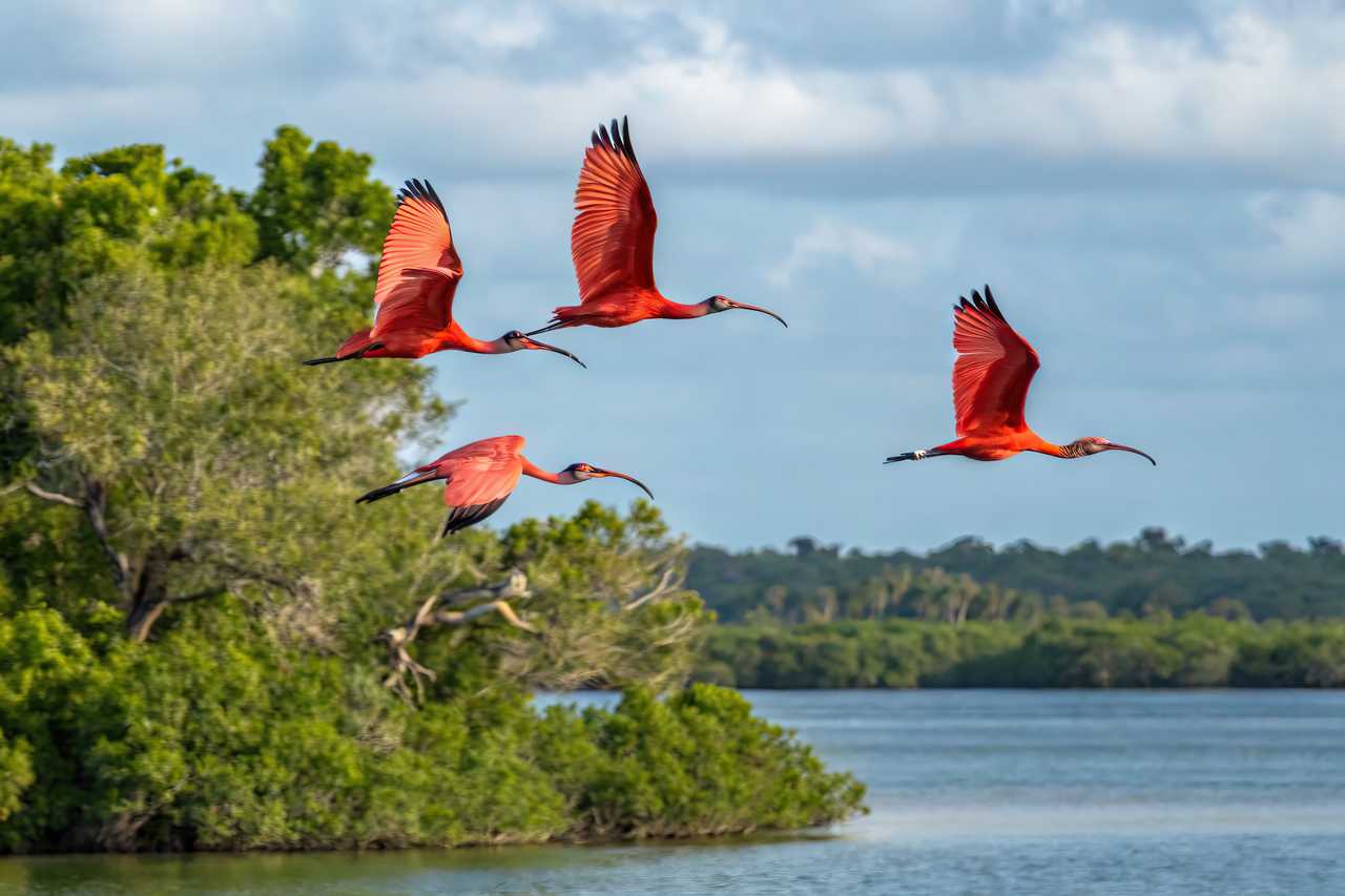 Ibis rouges en vol au-dessus des Lençóis Maranhenses au Brésil