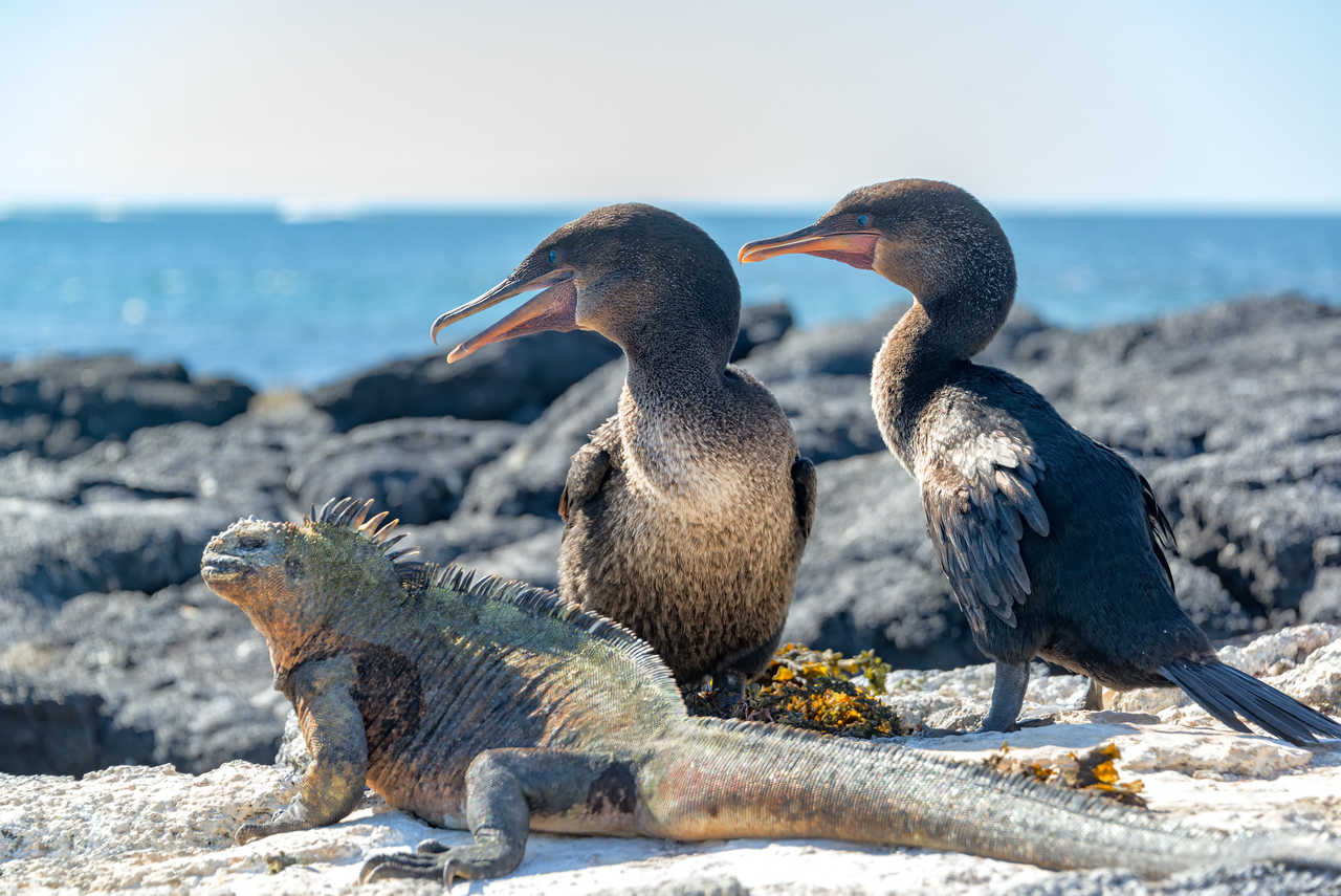 Iguane marin et cormorans aptères aux Galapagos en Equateur