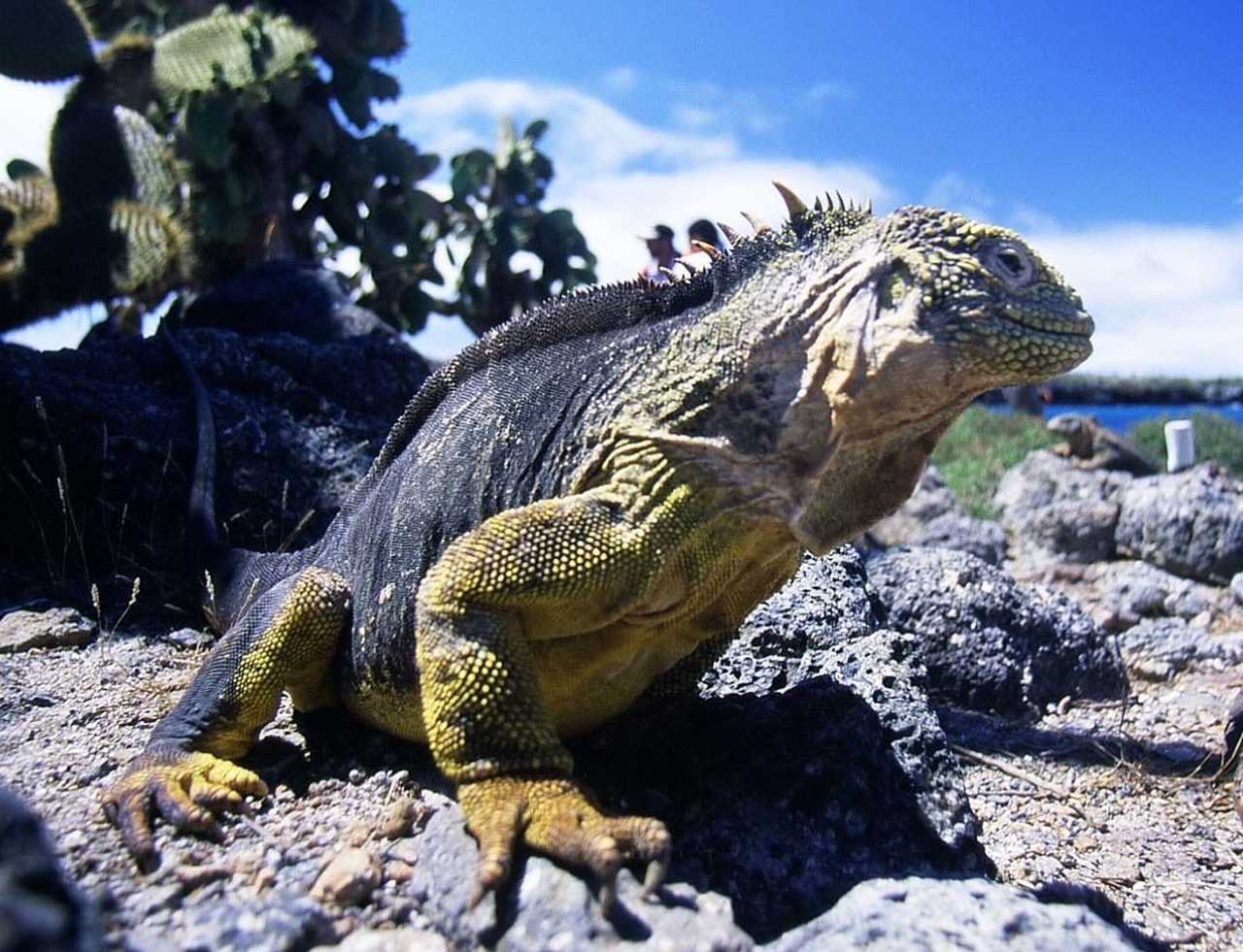 Iguane terrestre des îles Galápagos en Equateur