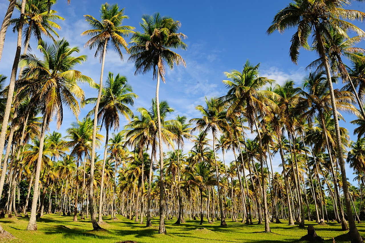 Ile de Boipeba au nord est du Brésil