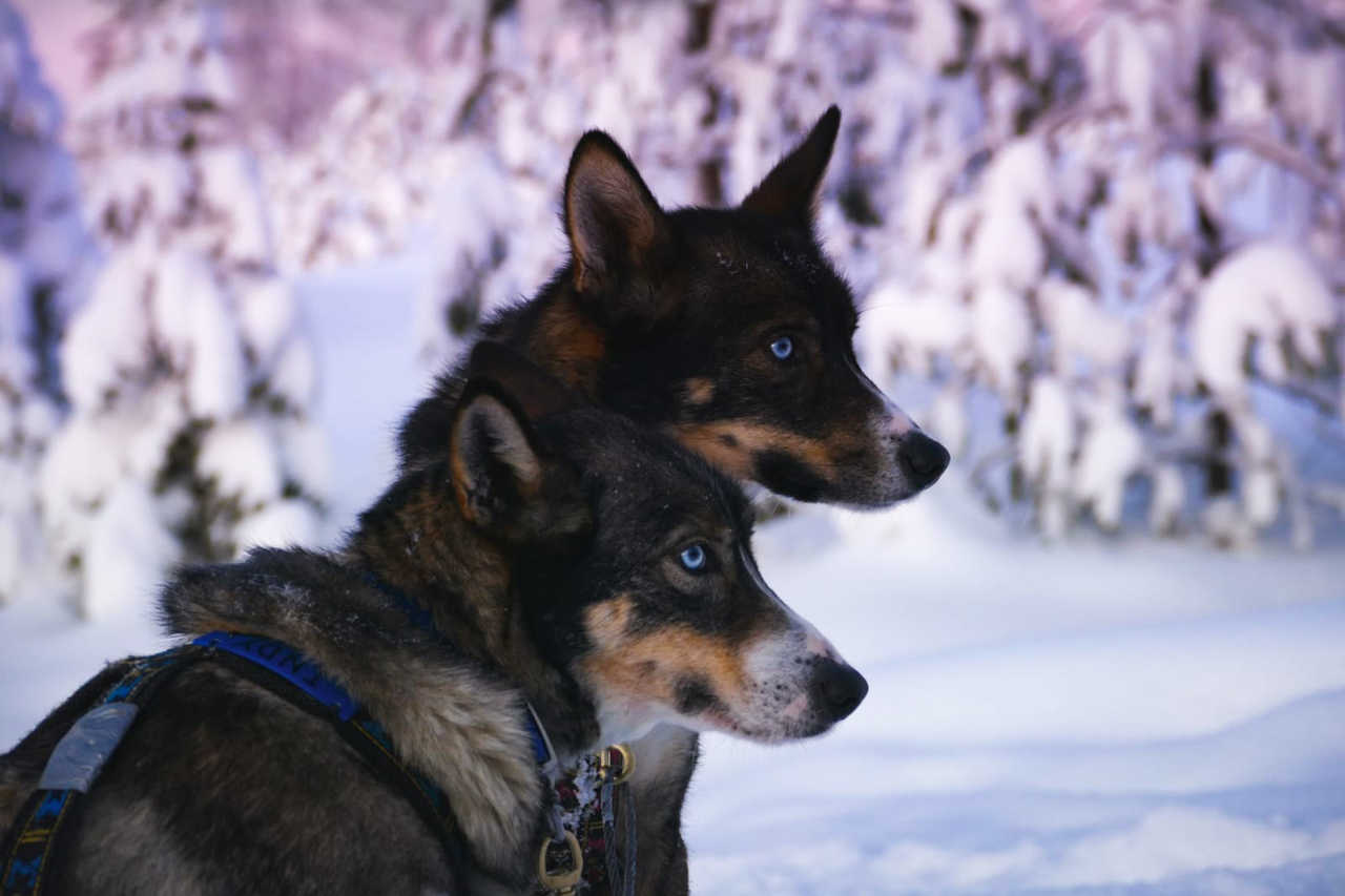 Indy et Manouche, huskies en Laponie