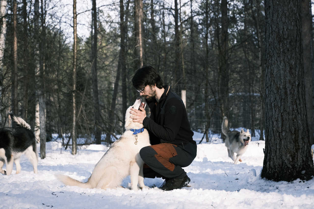 Instant câlins avec les chiens de traineau en Finlande