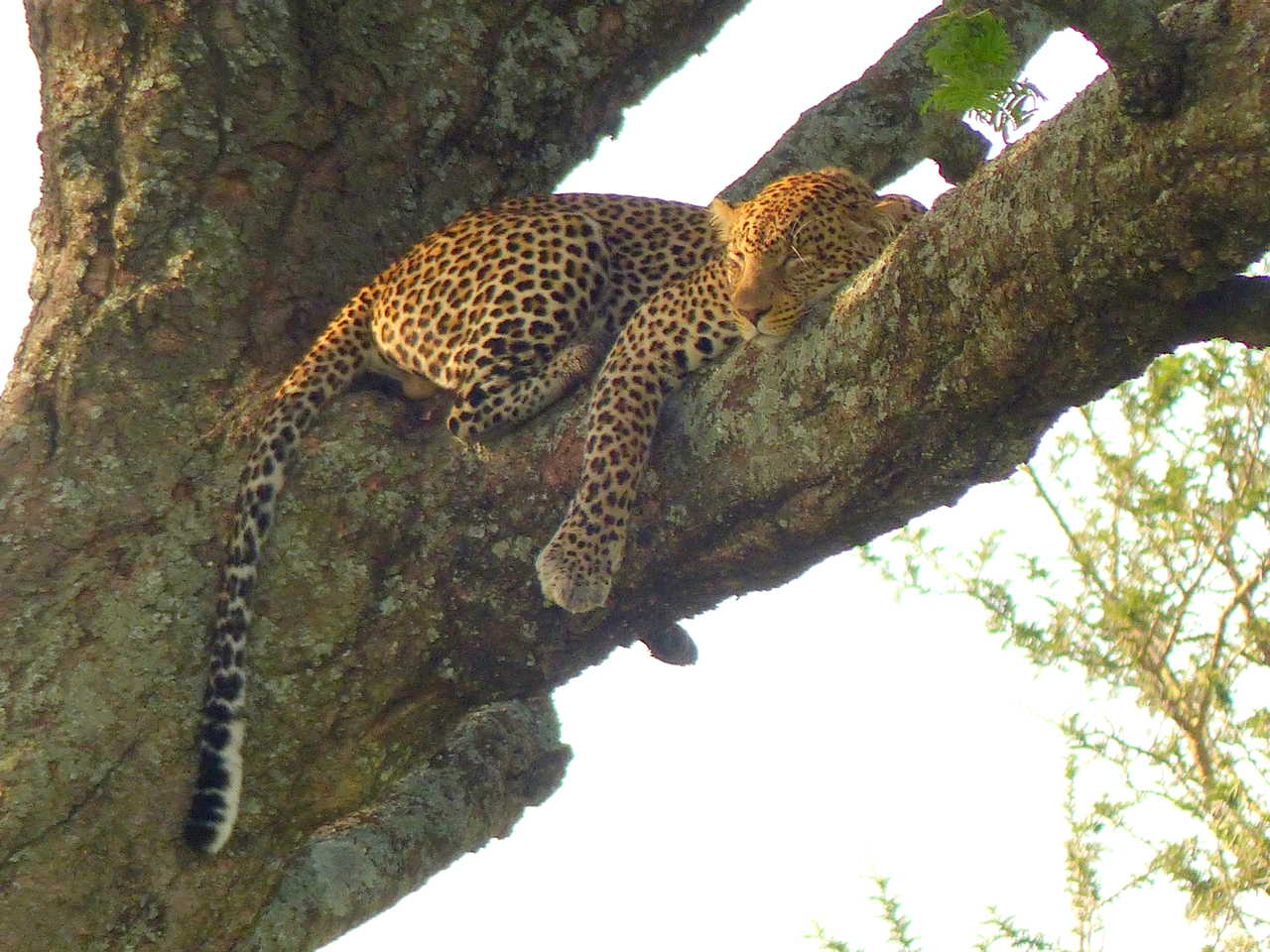 Jaguar sur un arbre à saucisse dans le Serengeti