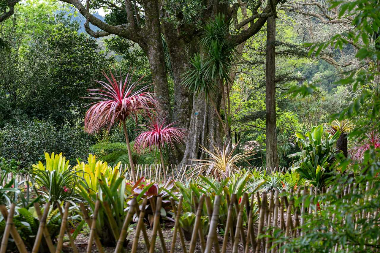 Jardin botanique aux Açores