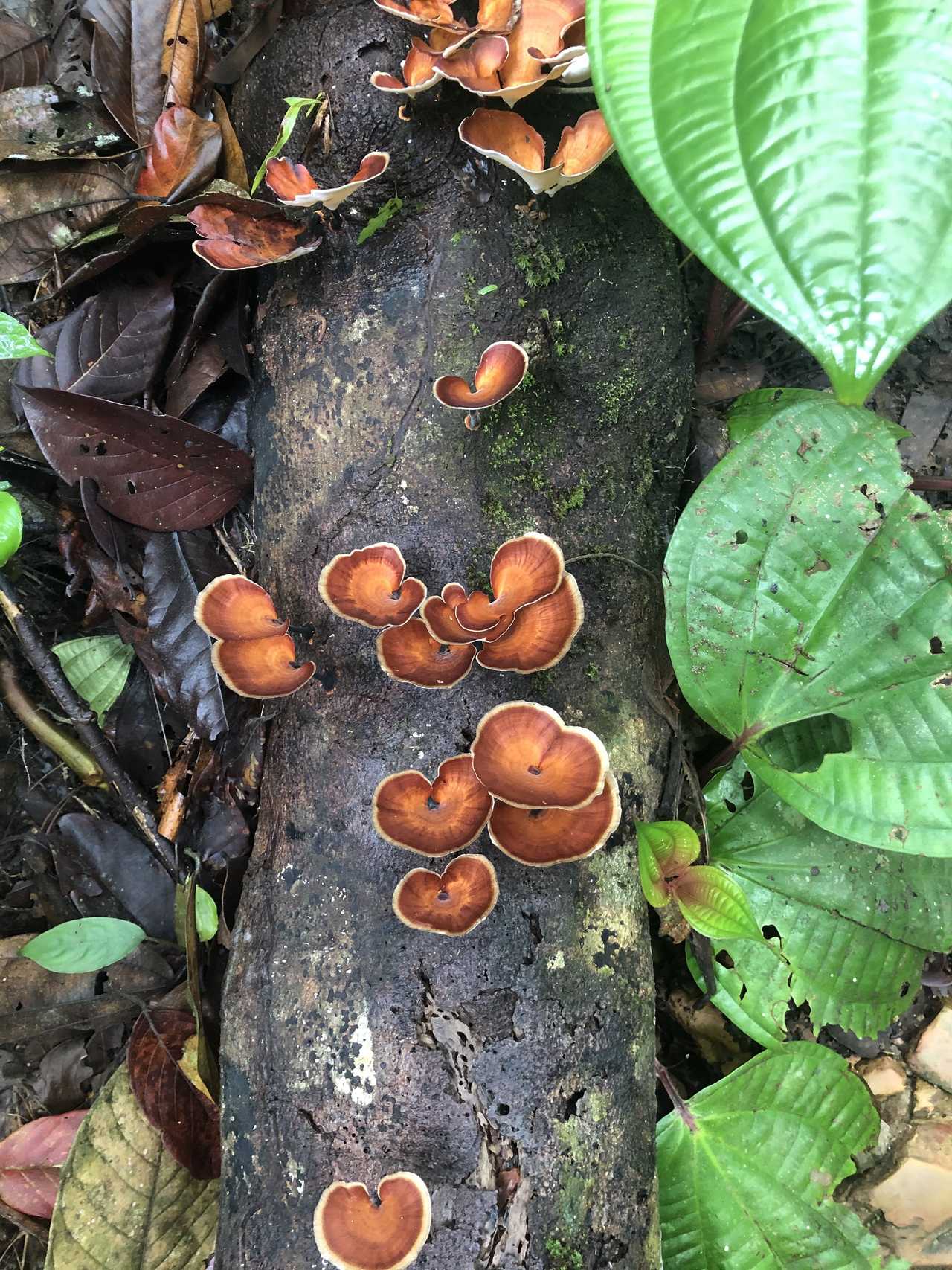 Jungle, Sumatra, Indonésie