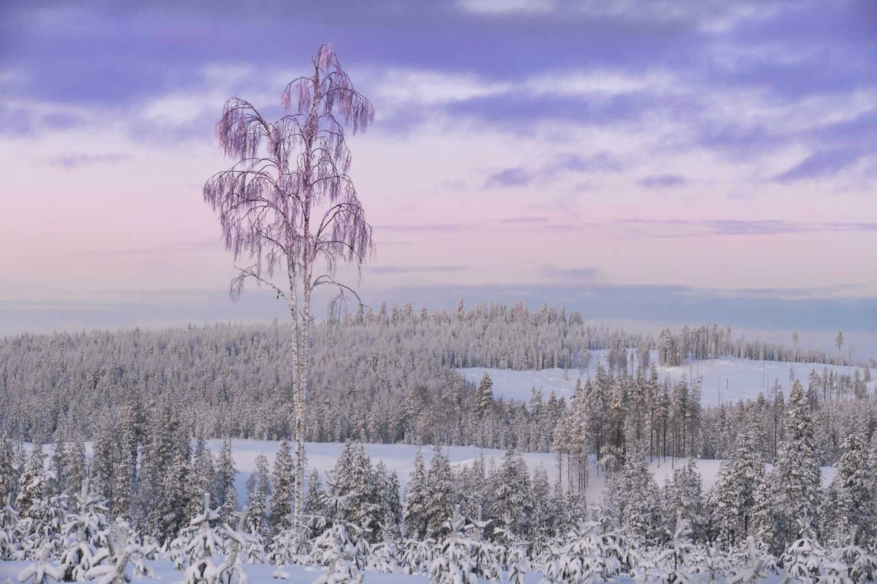 Kangasvaara, taiga sous la neige en Laponie finlandaise