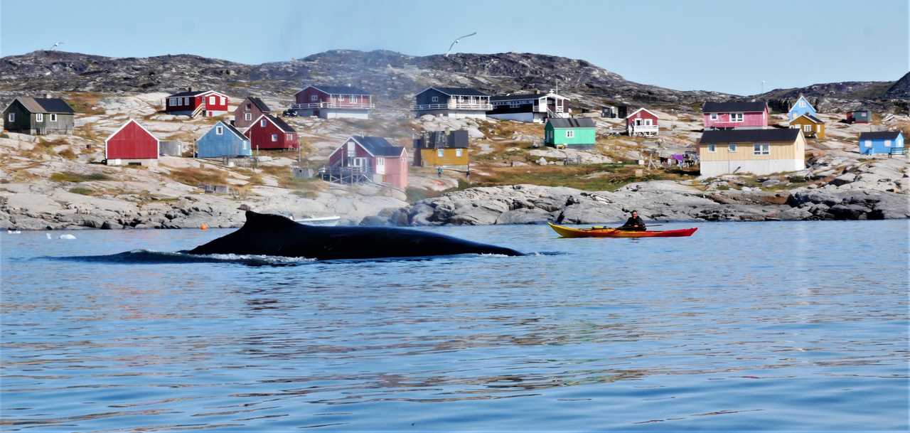 Kayak de mer avec les baleines au Groenland, Arctique
