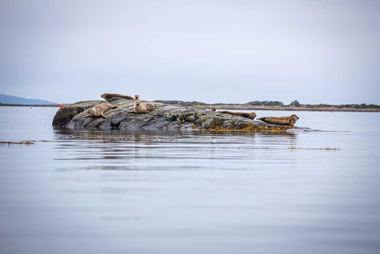 Kayak de mer en Ecosse © Marie-Jeanne Quentin Kayak de mer en Ecosse