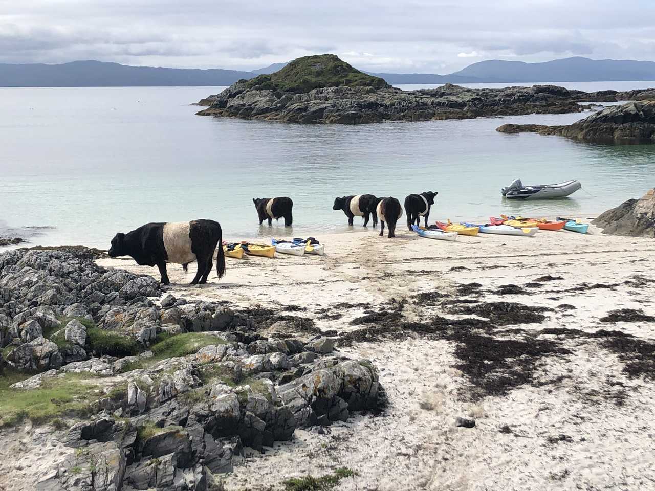 Kayak de mer en Ecosse © Marie-Jeanne Quentin Kayak de mer en Ecosse