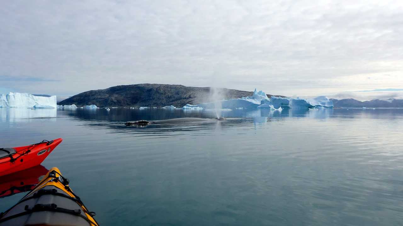 Kayak et baleine au groenland