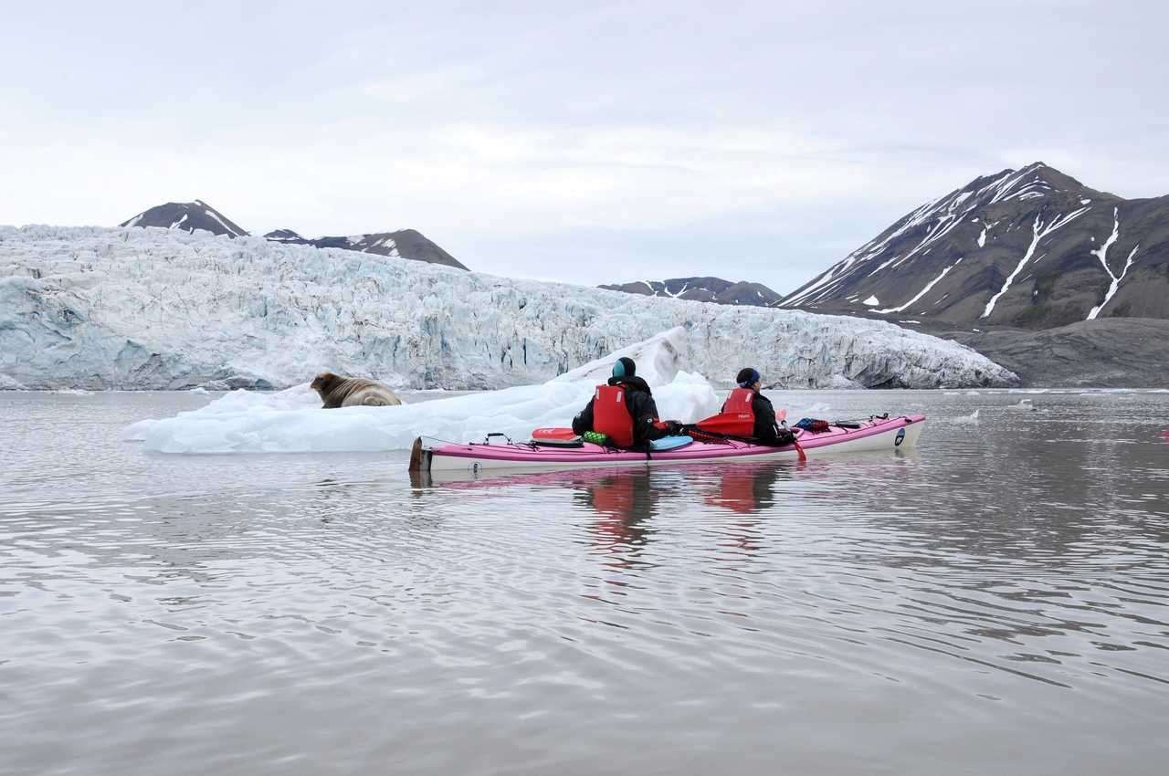 Kayak et phoque en Arctique