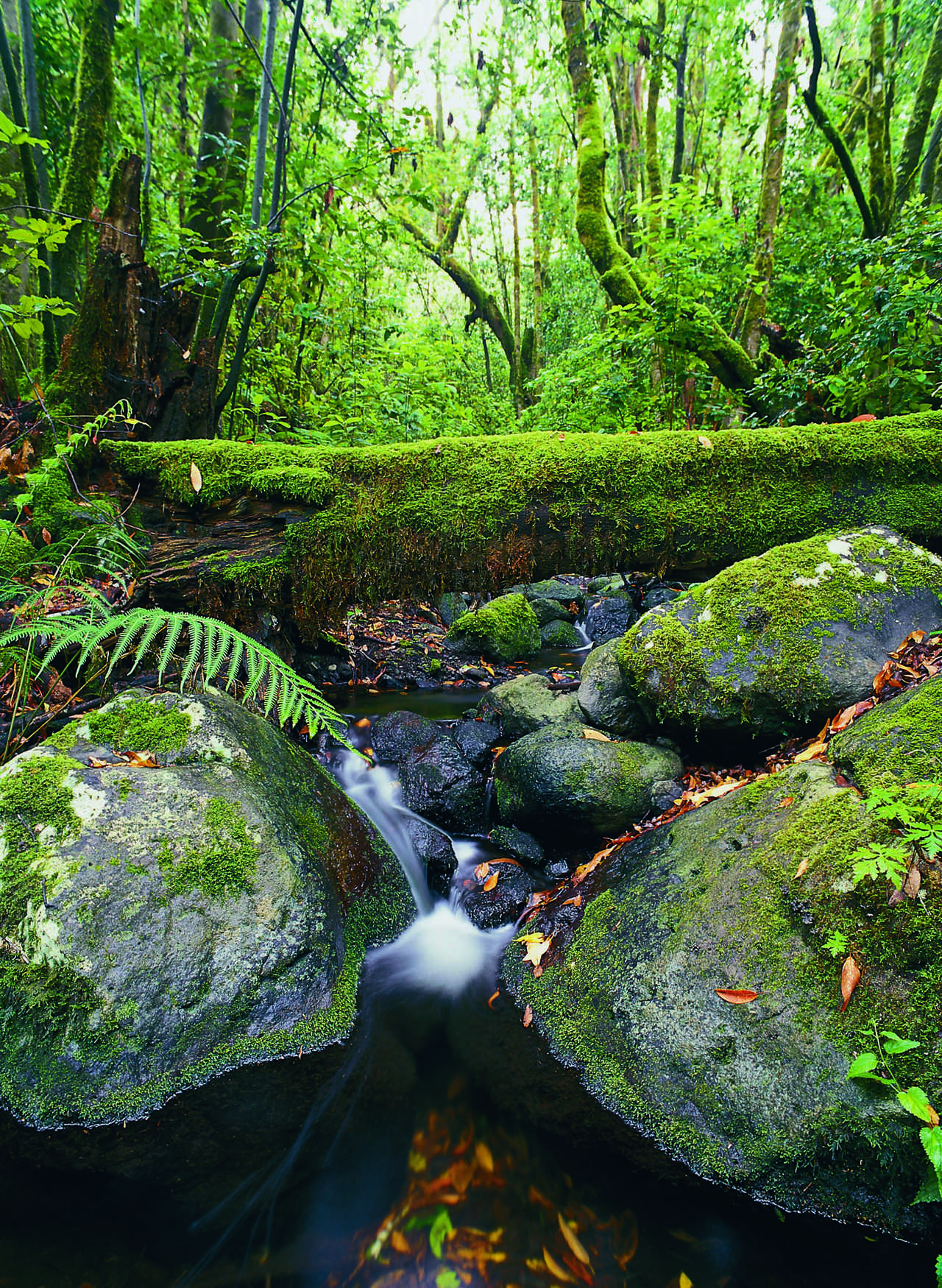 la Gomera aux Canaries