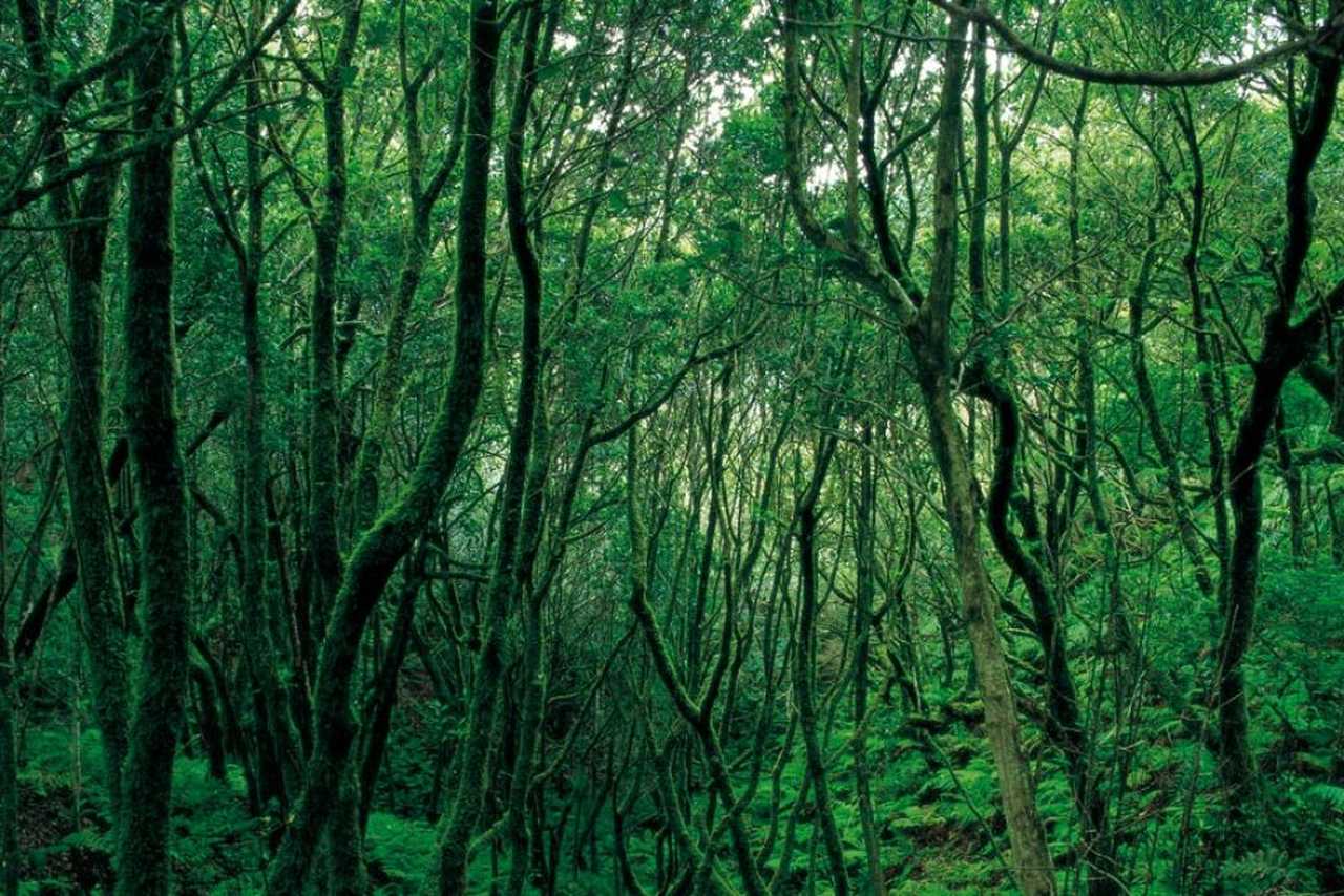 La laurisylve, forêt des Canaries