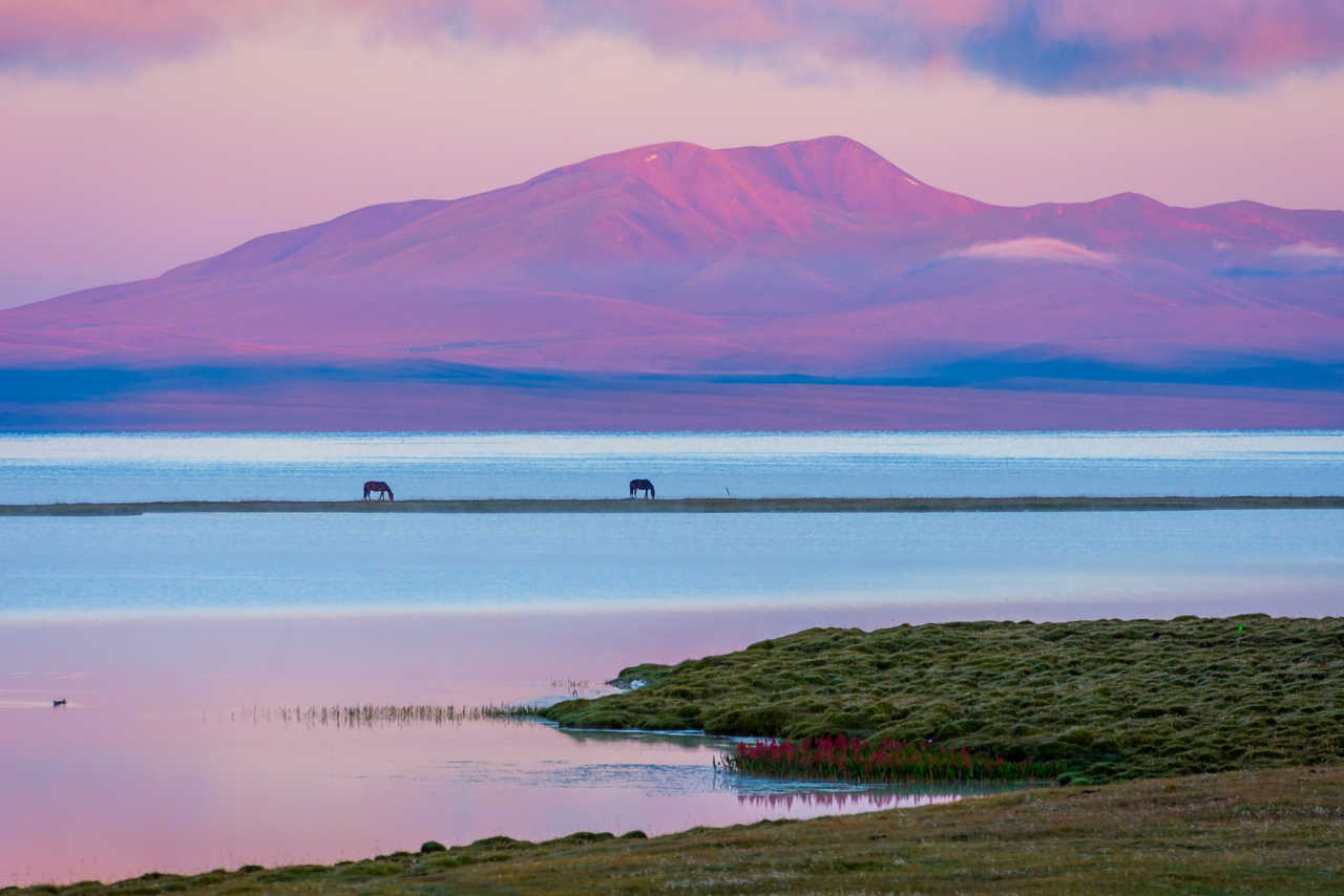 Lac Song Kul avec des chevaux au lever du soleil au Kirghizistan