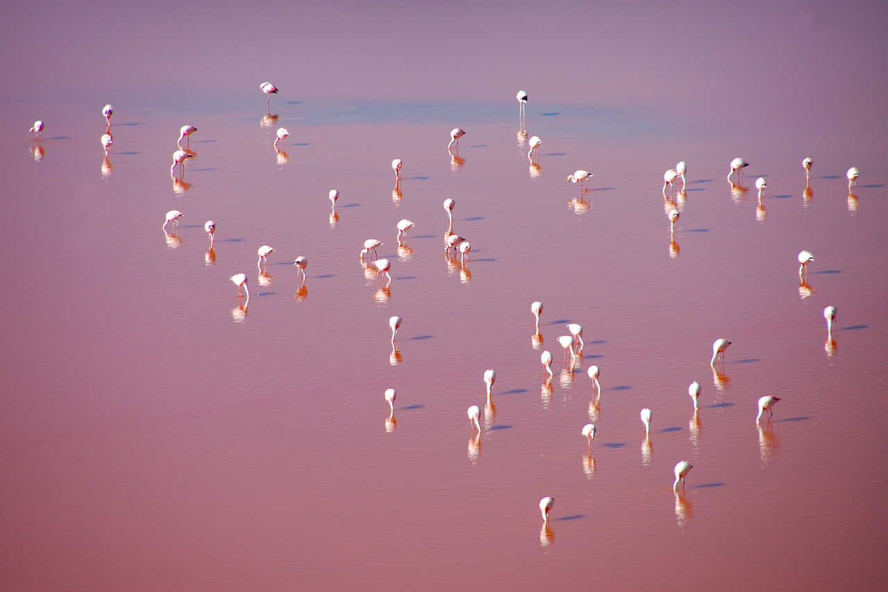 Laguna Colorada et ses flamants roses