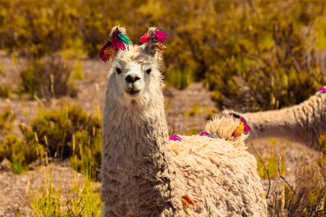 Lama andin décoré avec des pompons colorés, Bolivie