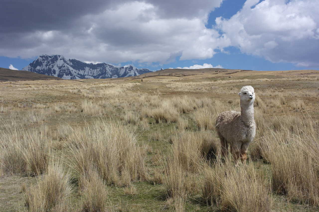 Un lama nous regarde, et le mont ausangate est en arrière plan