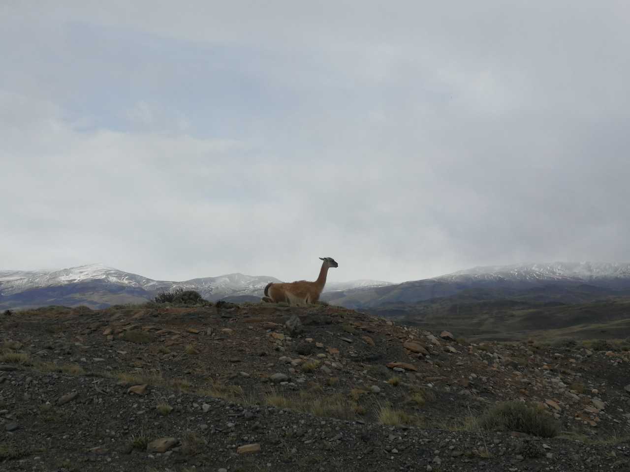 lama-en-patagonie