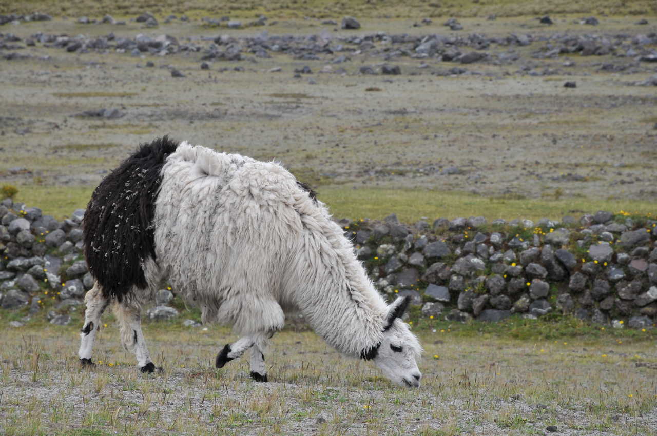 Lama - Equateur - Cotopaxi