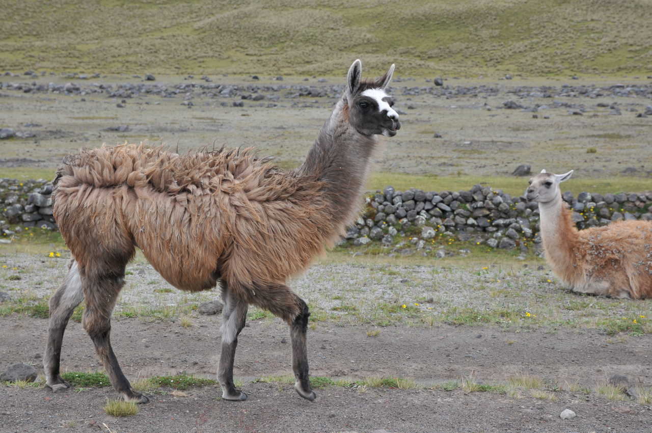Lama - Equateur - Cotopaxi