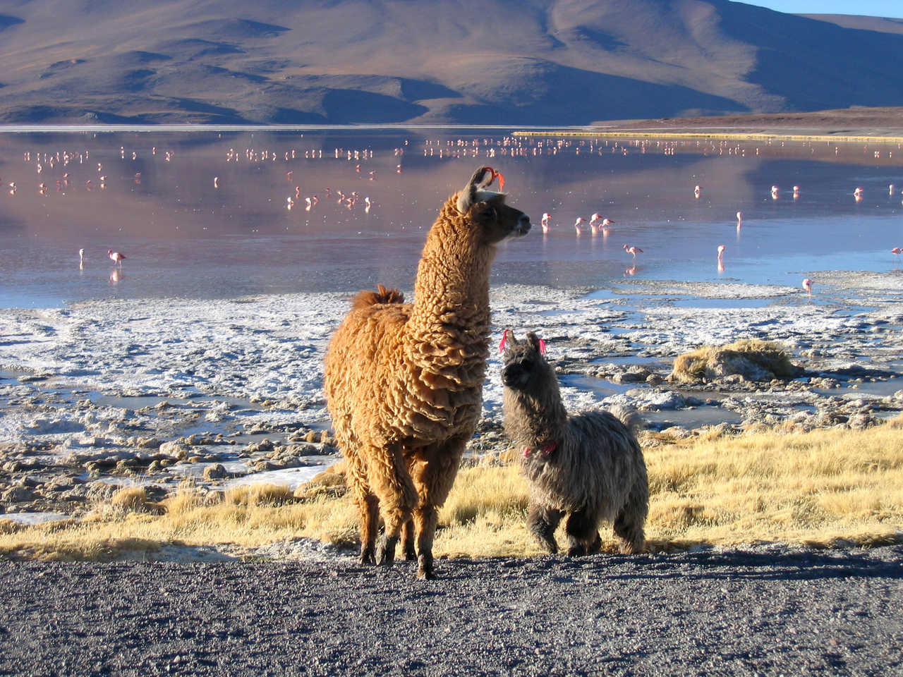 Lamas en Bolivie