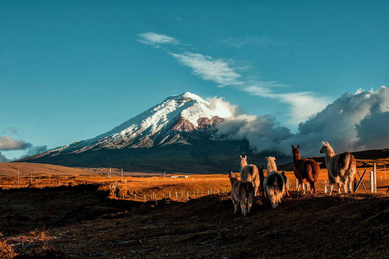 Lamas face au volcan Cotopaxi en Equateur