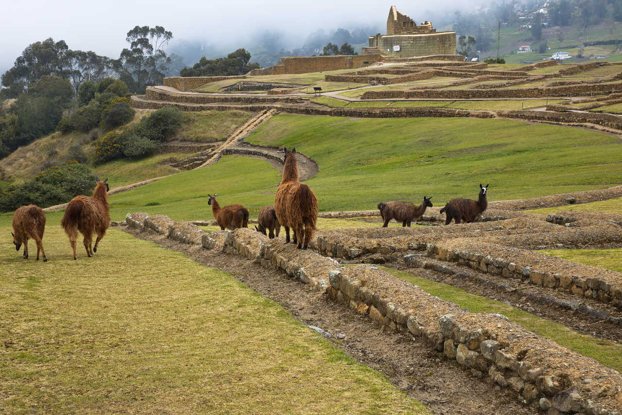 Lamas sur le site archéologique d'Ingapirca, province de Canar, Équateur, Amérique du Sud