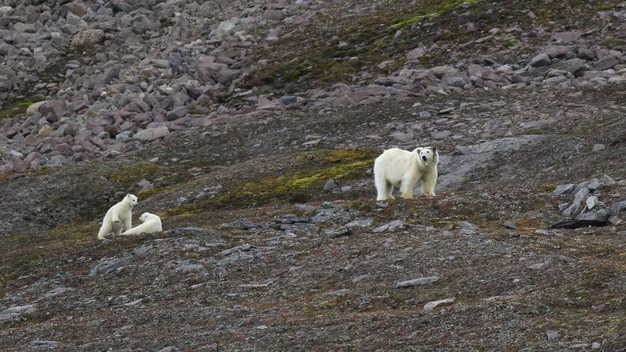 Ours polaires et ses oursons en Arctique, Spitzberg