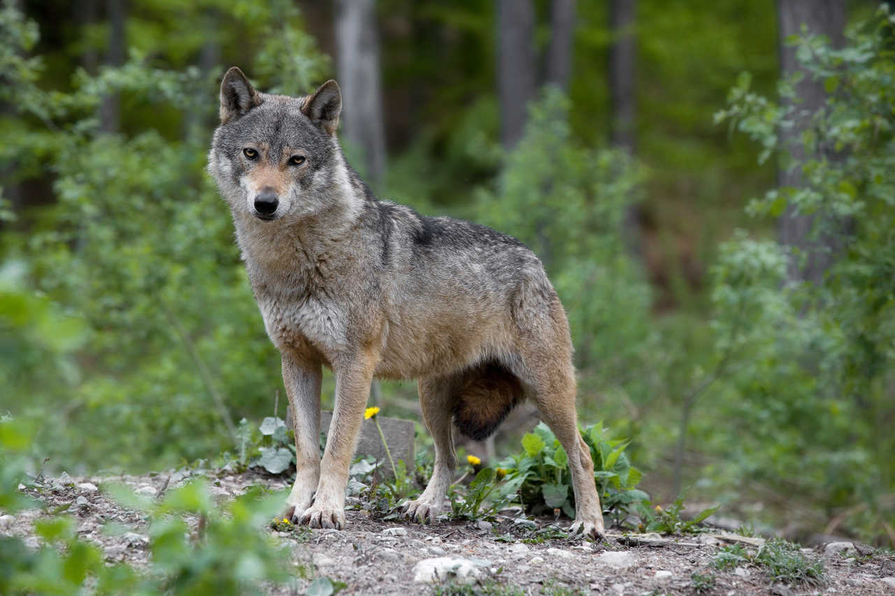 Le loup (Canis lupus) est un des trois grands carnassiers strictement protégés en Croatie, avec le lynx et l'ours brun.