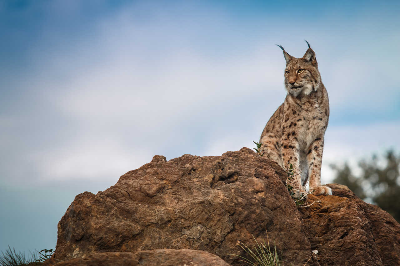 Le lynx,grand prédateur strictement protégé, est un hôte habituel des régions de Gorski kotar et de Lika. en Croatie