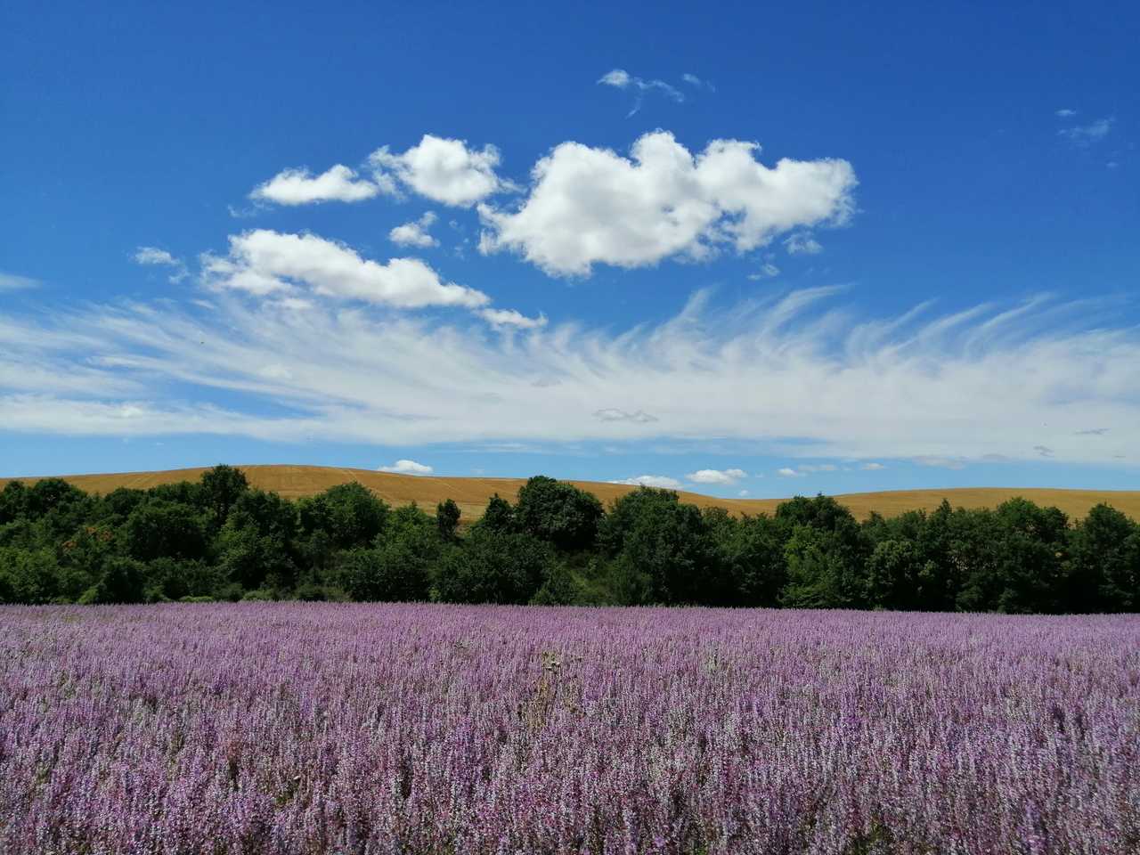 Le plateau de Valensole haut en couleurs estivales,  Haute Provence