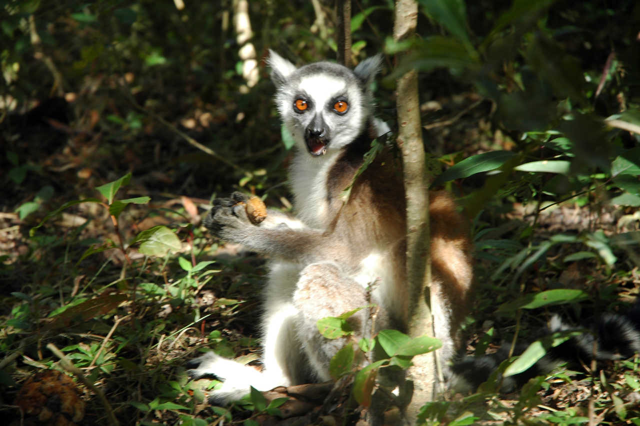 Lémurien à Madagascar