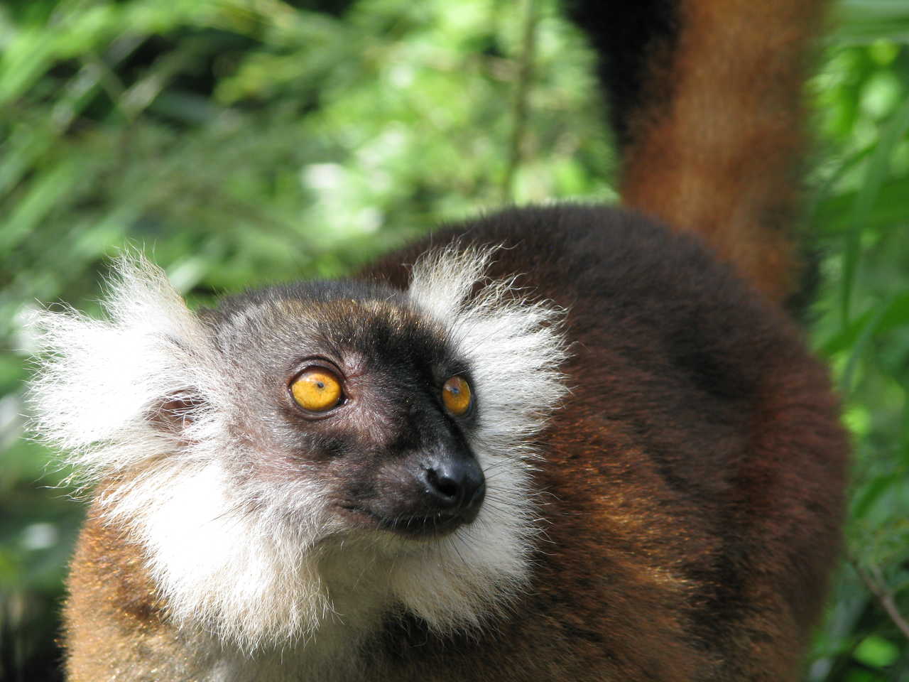 Lémurien à Nosy, Madagascar