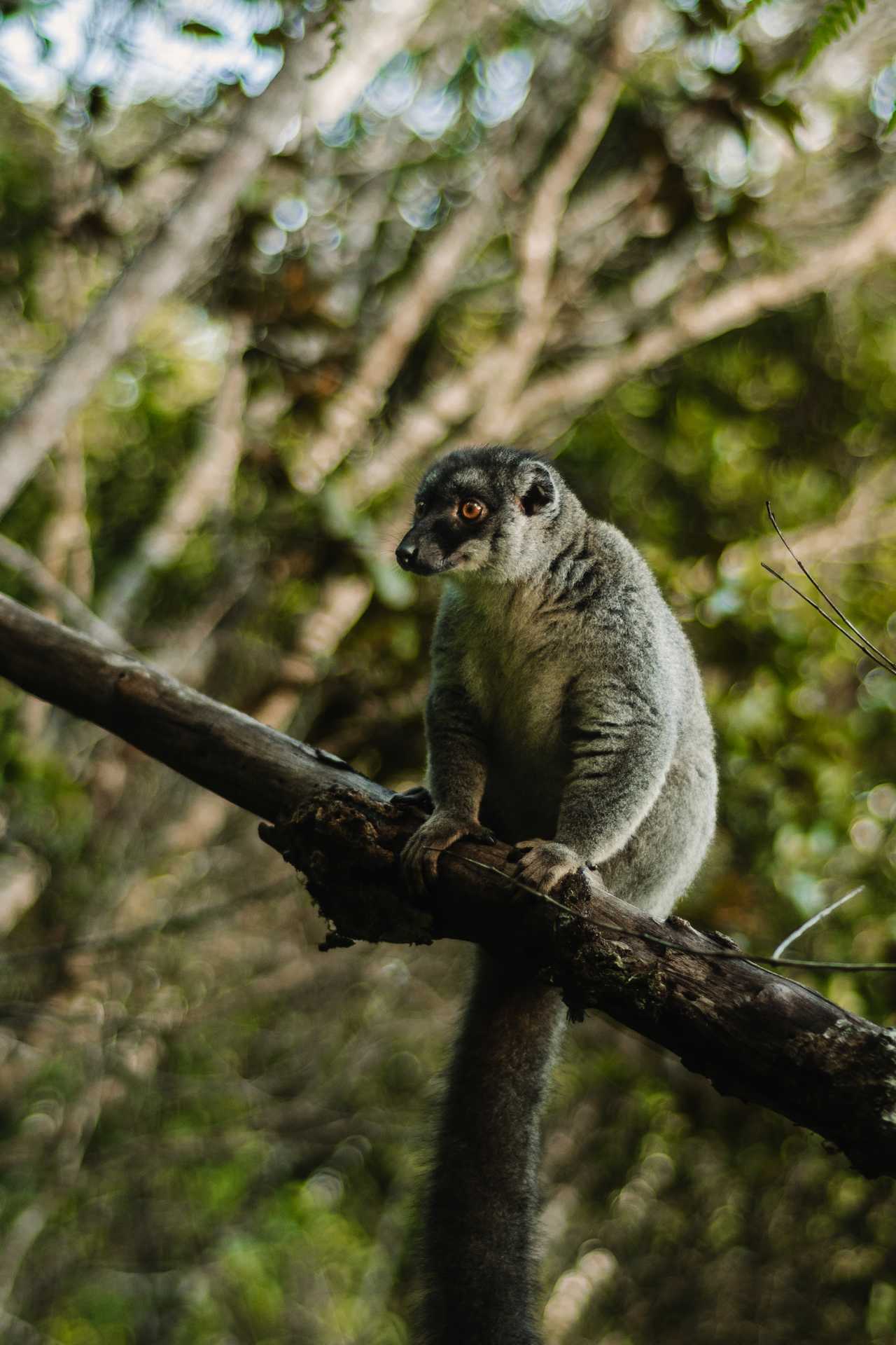 Lémurien brun à Madagascar