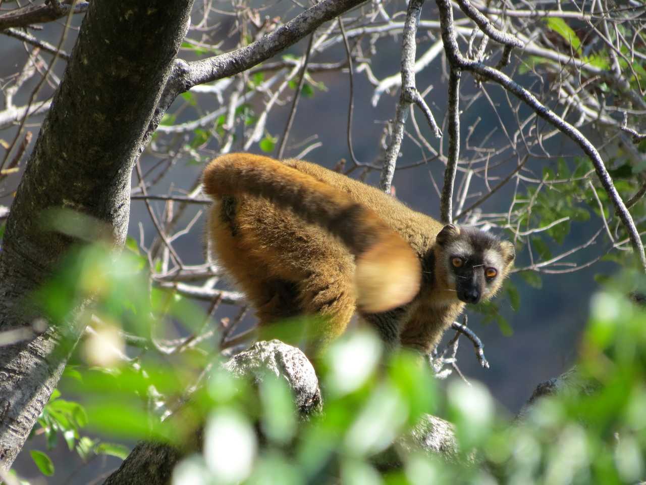 Lémurien Maki Brun dans le Parc national de l'Isalo à Madagascar