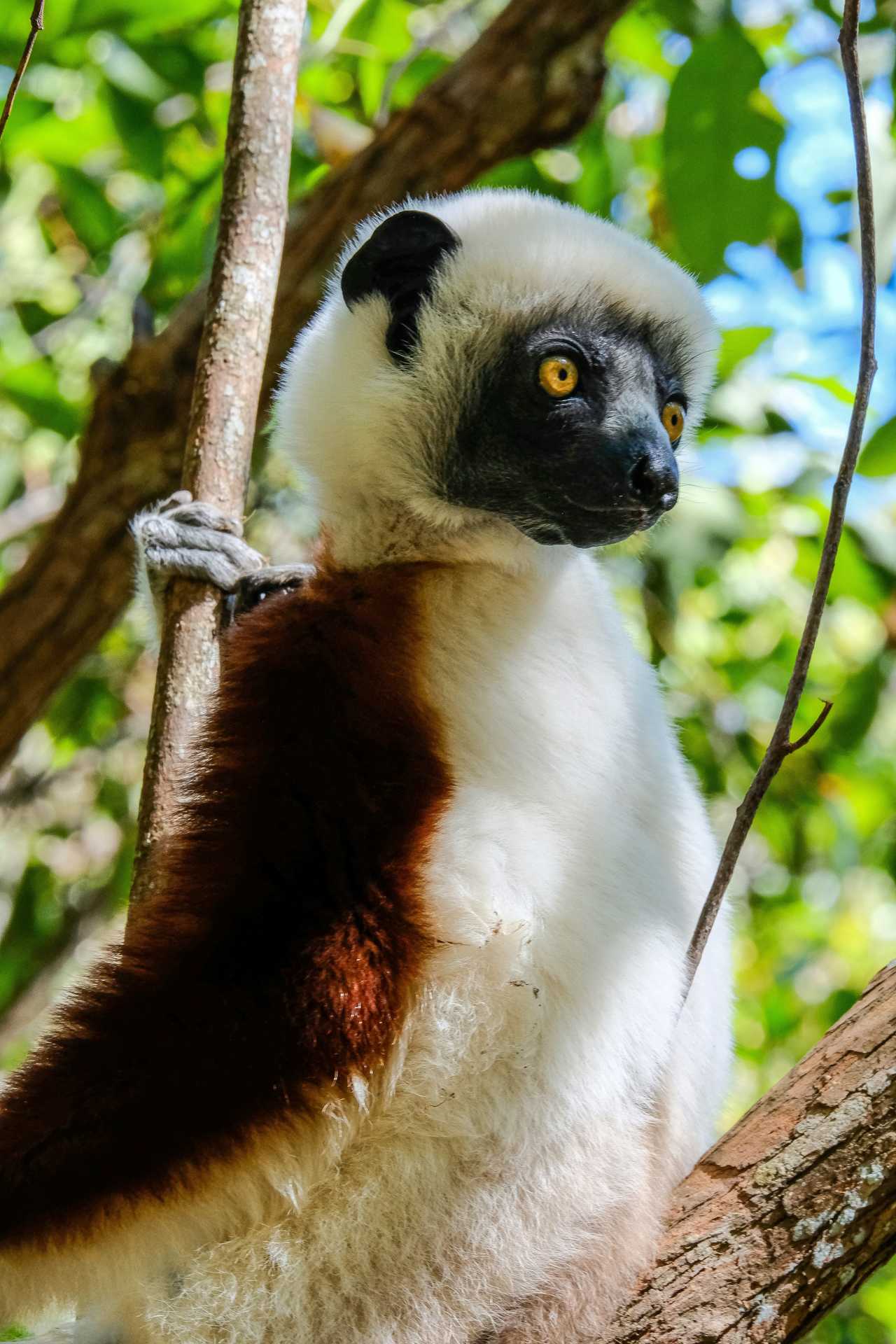 Lémurien Sifaka de Verreaux à Madagascar
