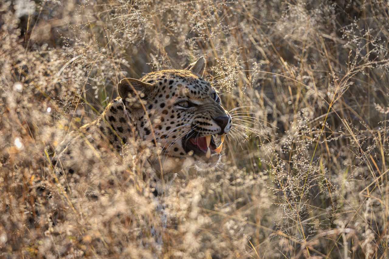 Léopard dans la brousse, Namibie