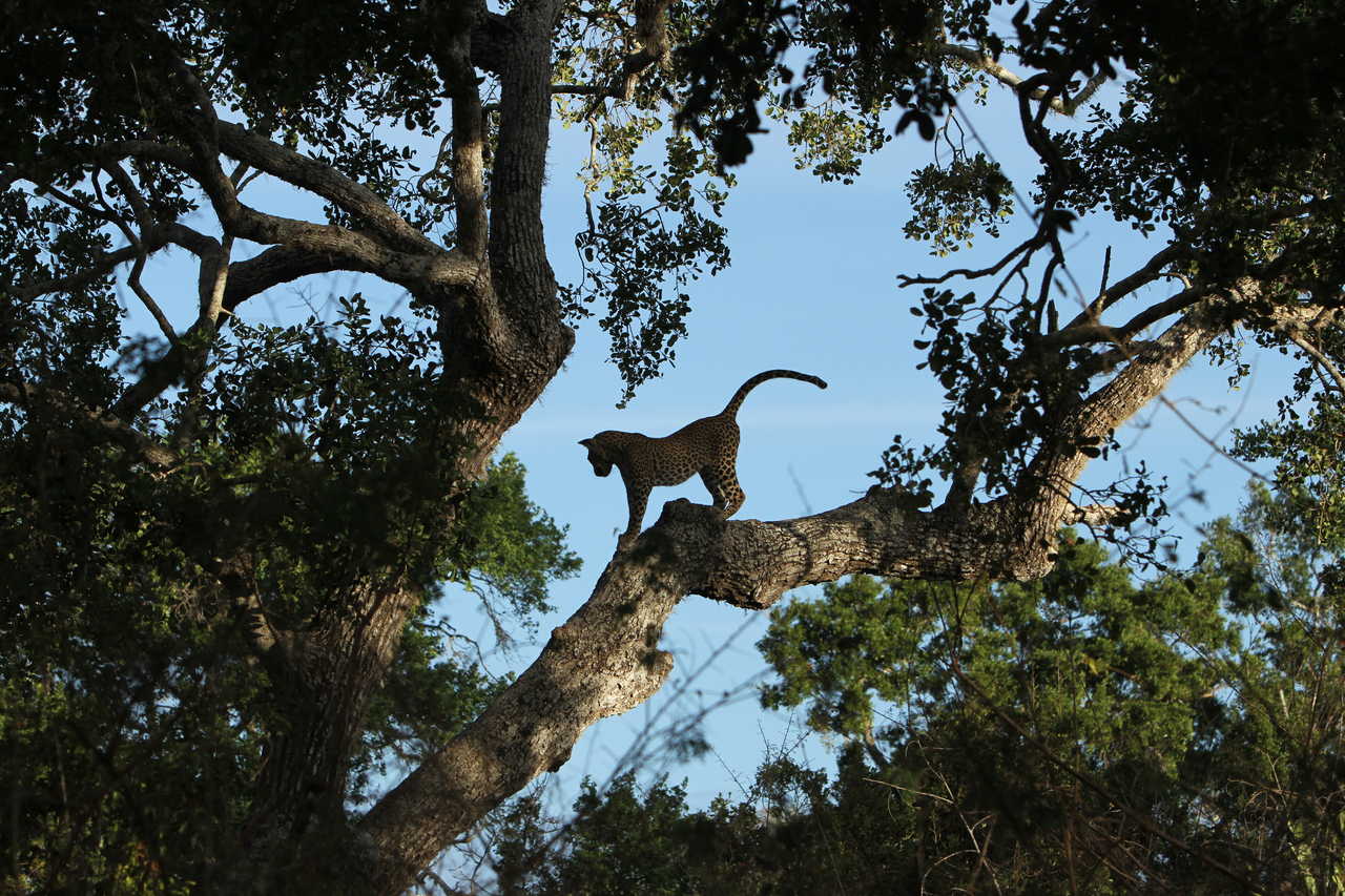 léopard dans le parc national de Yala